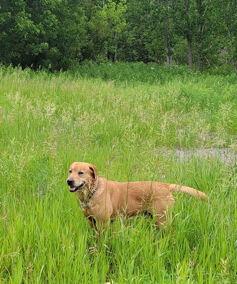Uxbridge Off-Leash Dog Park dog park in Uxbridge, Ontario