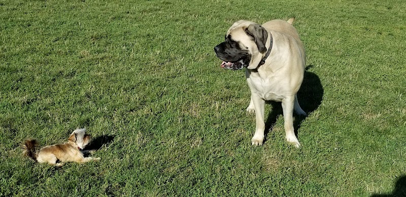 Uxbridge Off-Leash Dog Park dog park in Uxbridge, Ontario
