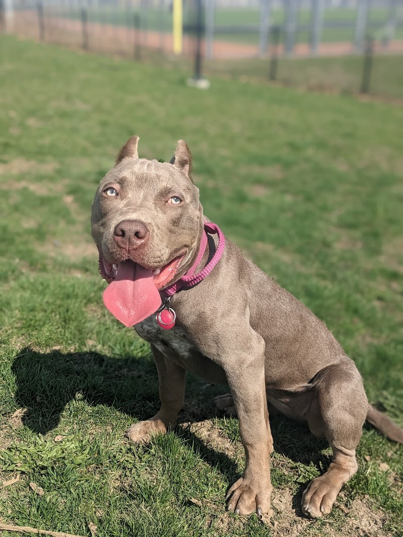 Audley Off-Leash Dog Park dog park in Ajax, Ontario