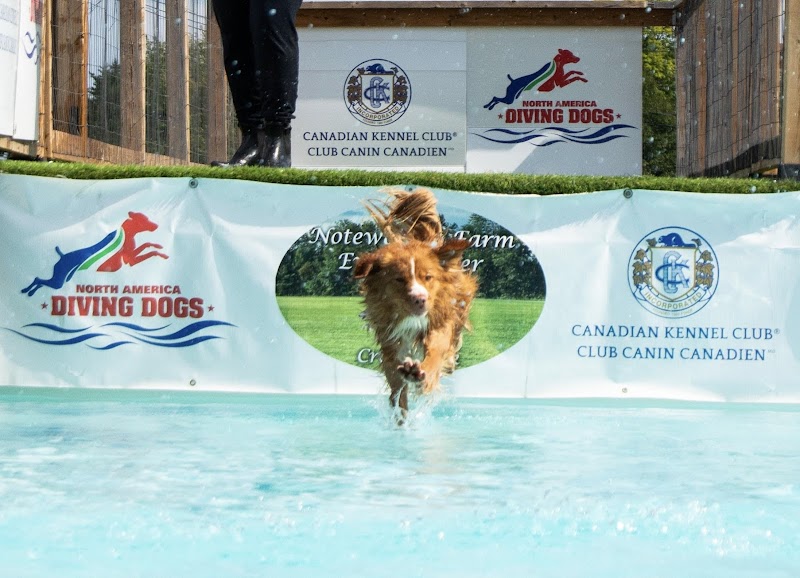 Noteworthy Farm dog park in Cross Creek, New Brunswick
