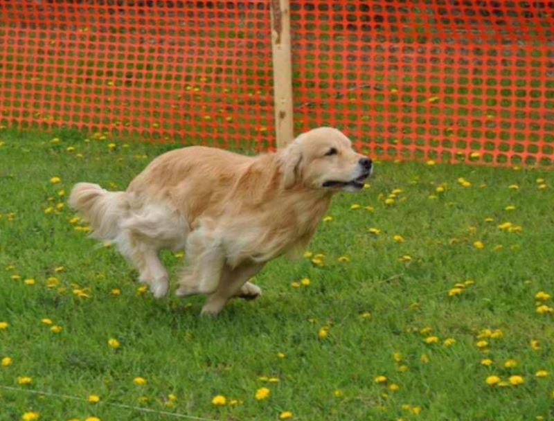 Noteworthy Farm dog park in Cross Creek, New Brunswick