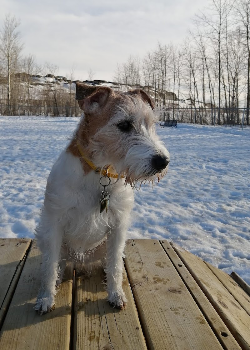 APCRN Dog Park dog park in Rouyn-Noranda, Quebec