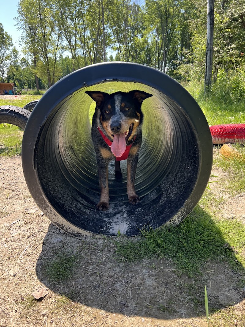 Capital Bark Park dog park in Almonte, Ontario