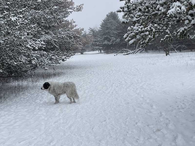 Bruce Pit dog park in Nepean, Ontario