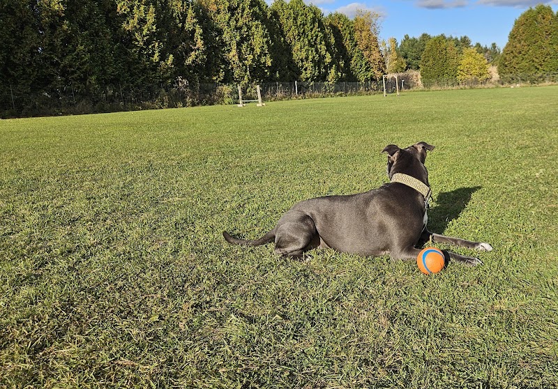 Country Canines Play Park Metcalfe dog park in Metcalfe, Ontario