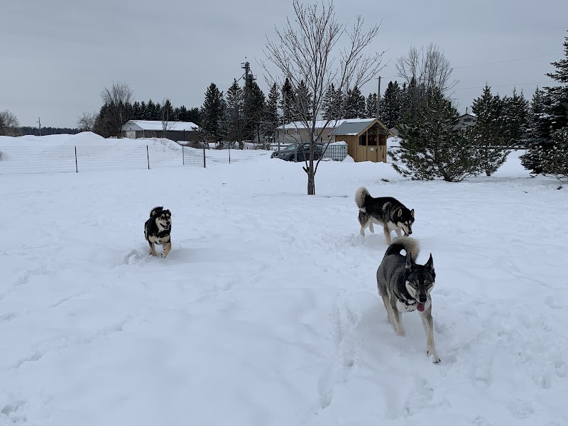 Country Canines Play Park Metcalfe dog park in Metcalfe, Ontario