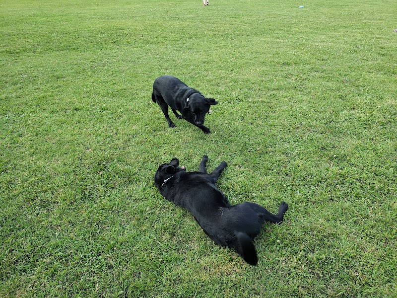 Country Canines Play Park Metcalfe dog park in Metcalfe, Ontario