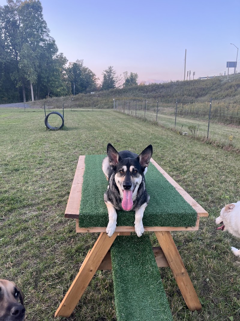 Country Canines Play Park - Cumberland dog park in Ottawa, Ontario
