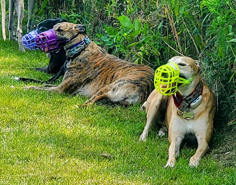 Country Canines Play Park - Cumberland dog park in Ottawa, Ontario