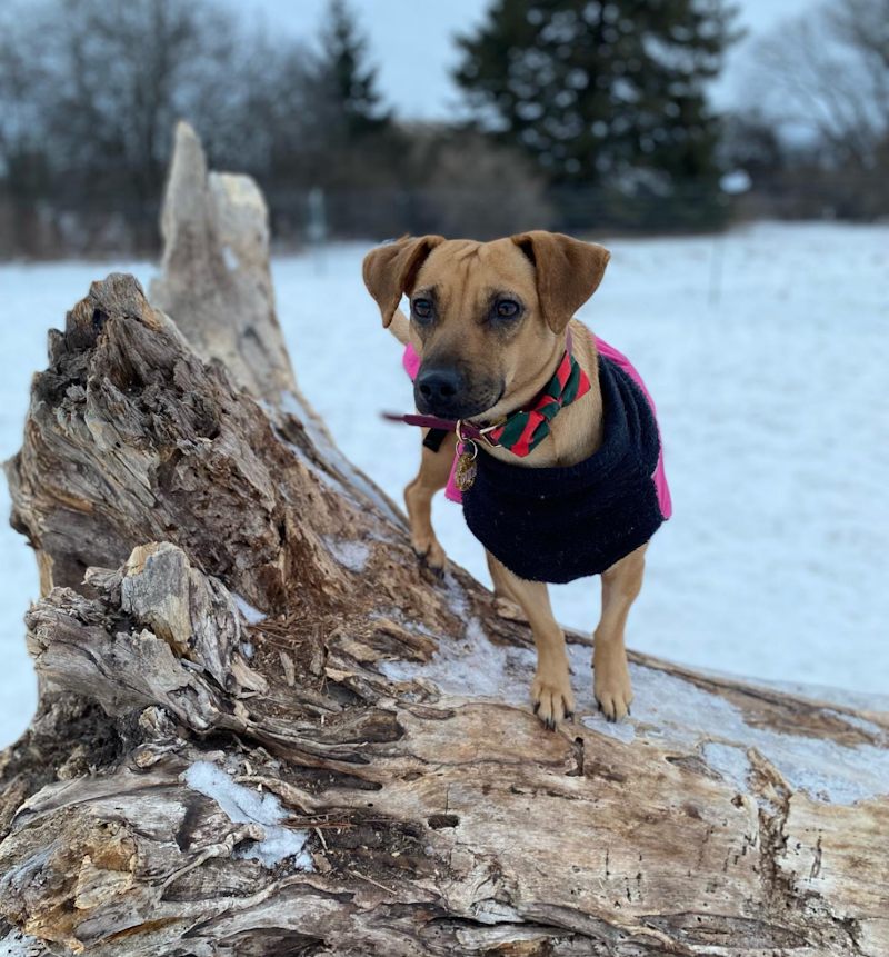 Country Canines Play Park - Carp Road dog park in Ottawa, Ontario