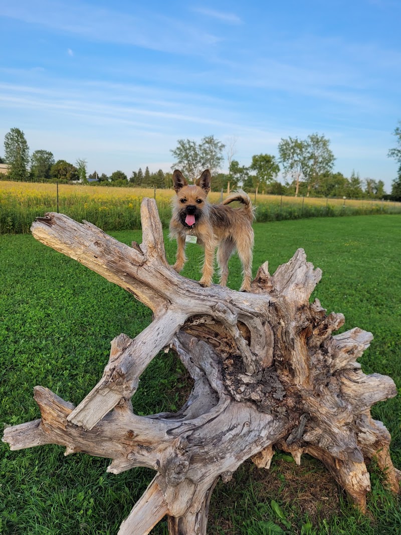 Country Canines Play Park - Carp Road dog park in Ottawa, Ontario