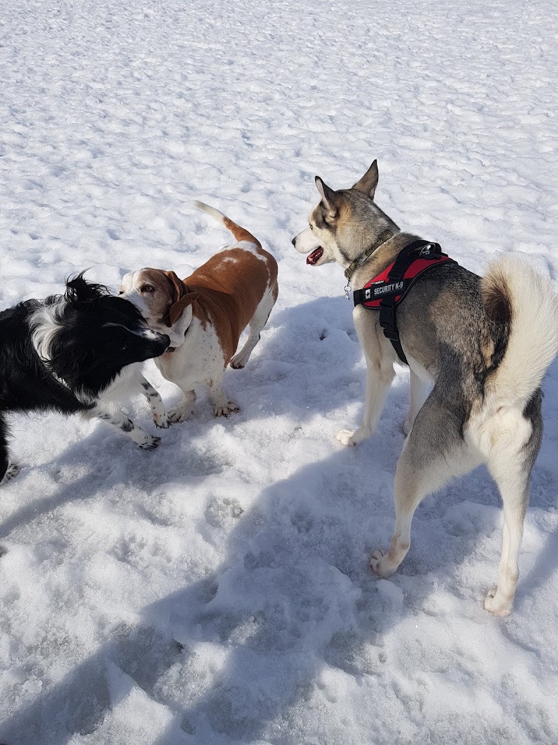 Rockland Dog Park dog park in Rockland, Ontario