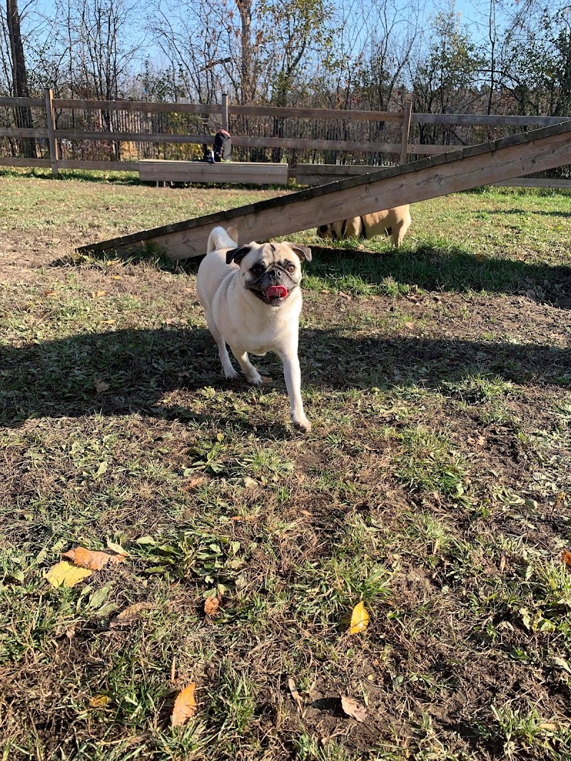 Parc Canin dog park in Hudson, Quebec