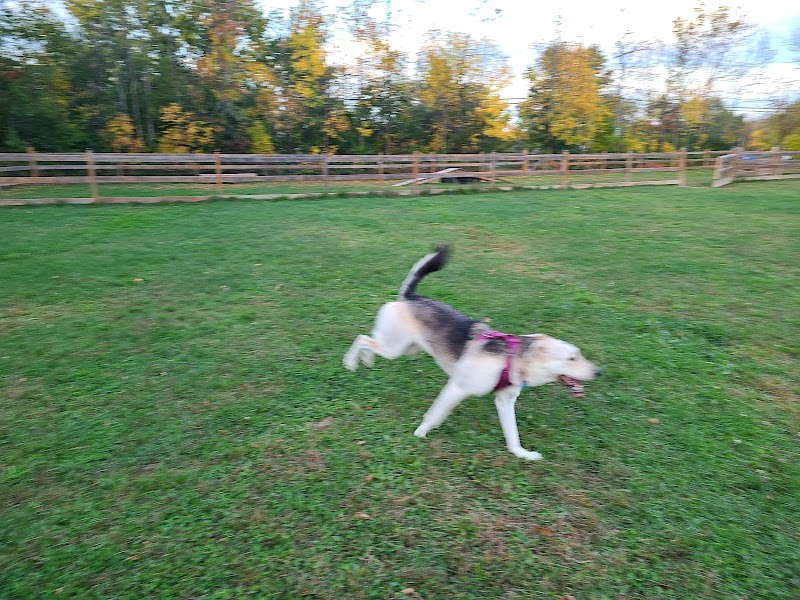 Parc Canin dog park in Hudson, Quebec