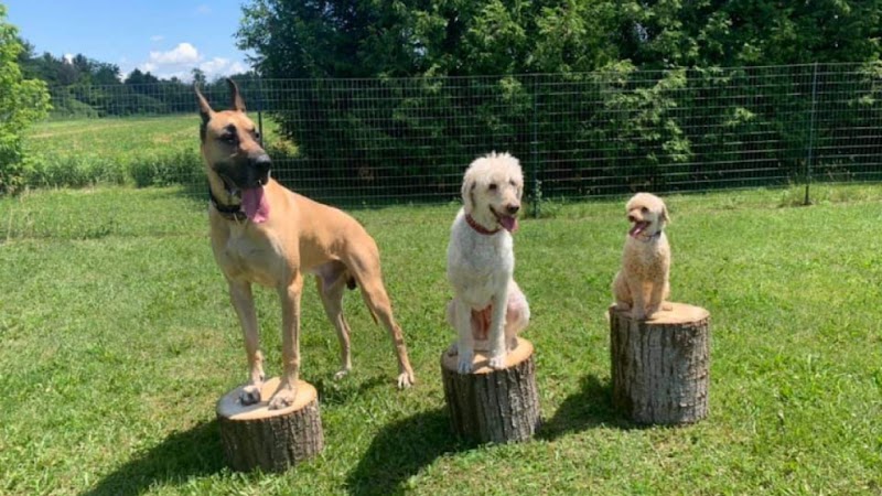 Country Canines Play Park Inc. dog park in Carp, Ontario