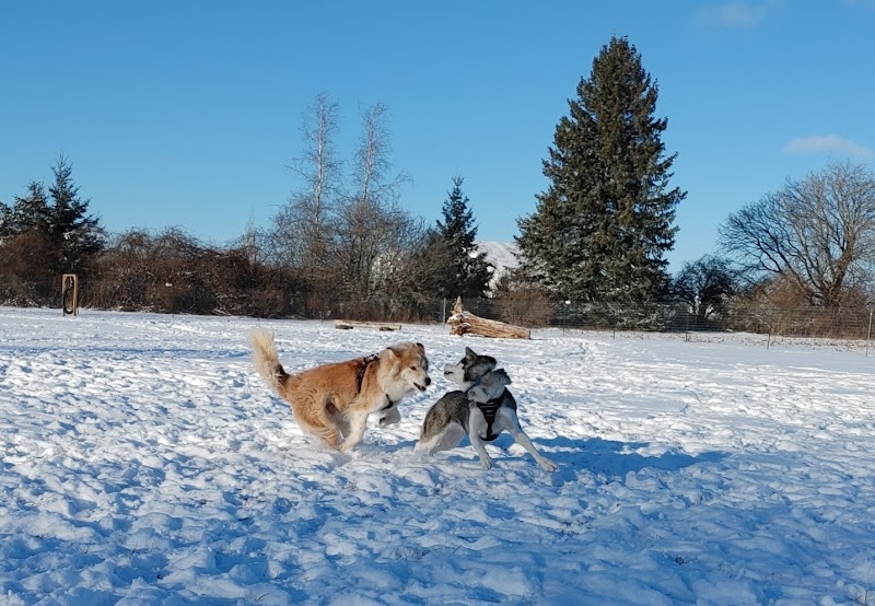 Country Canines Play Park Inc. dog park in Carp, Ontario