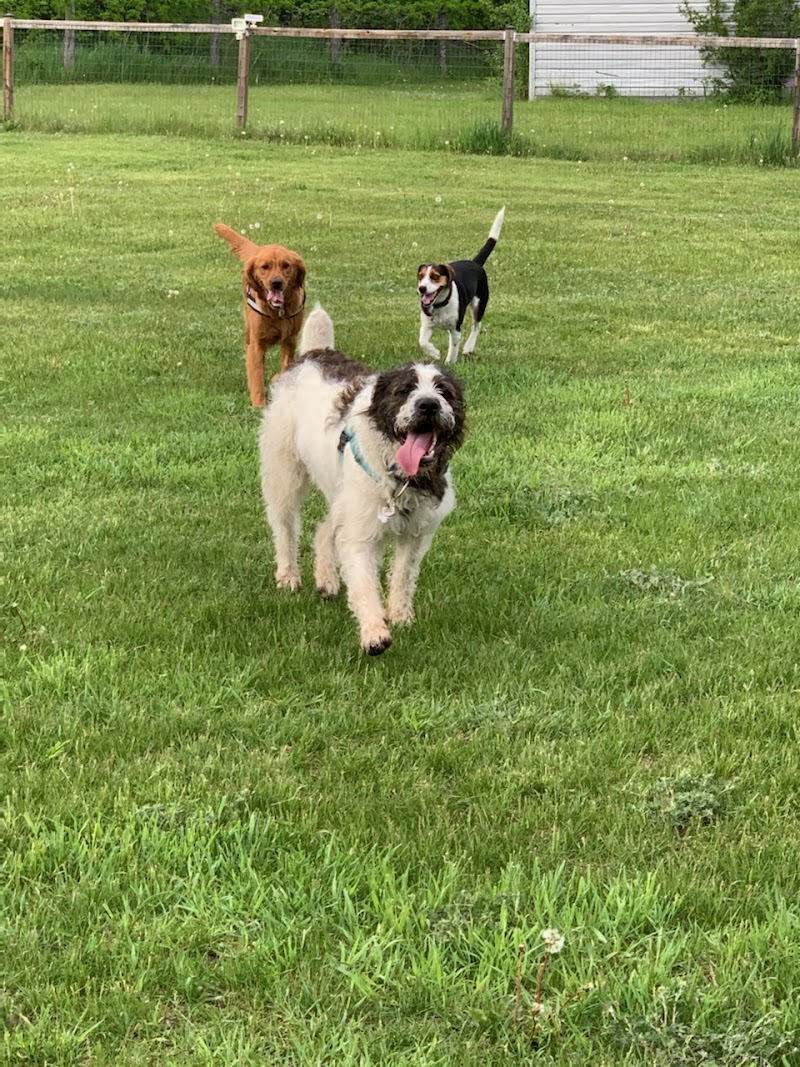 Country Canines Play Park Inc. dog park in Carp, Ontario