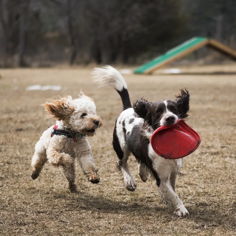 Country Canines Play Park Inc. dog park in Carp, Ontario
