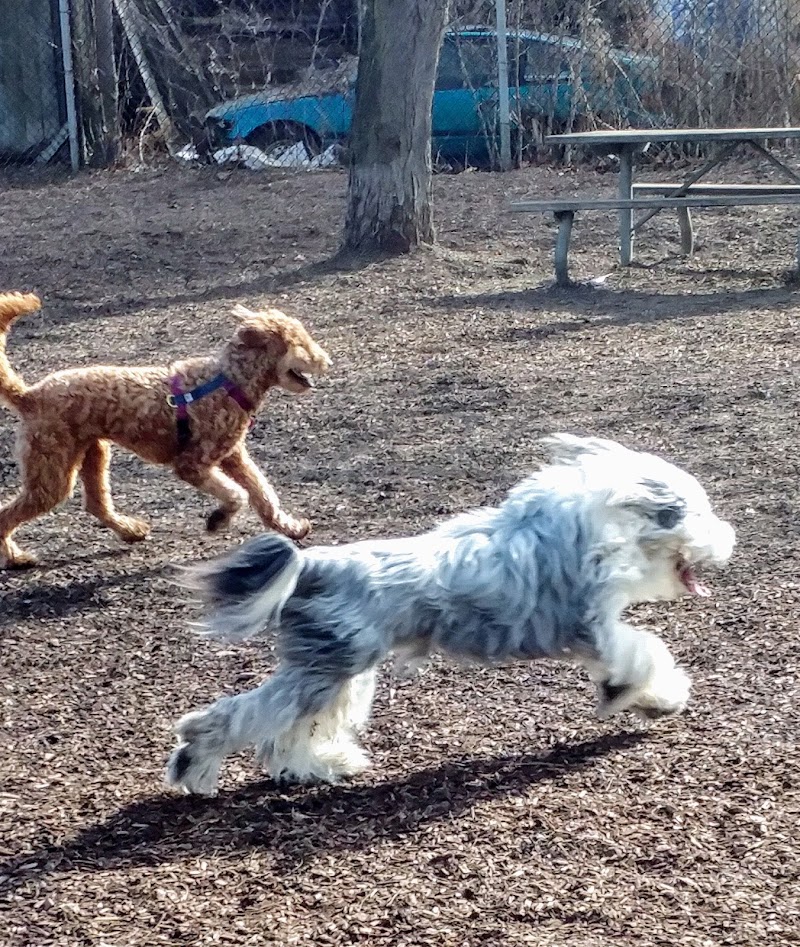 Dog Park dog park in Toronto, Ontario