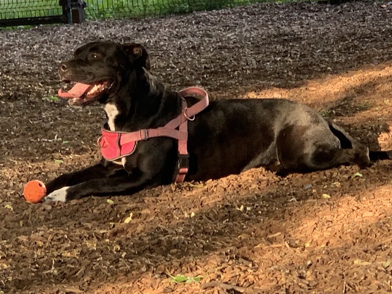 Dog Park dog park in Toronto, Ontario