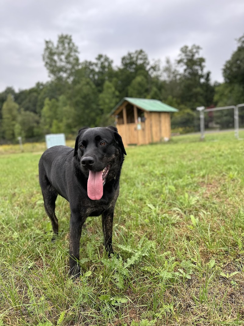 Country Canines Play Park - London dog park in London, Ontario