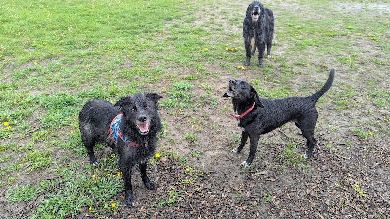 Country Canines Play Park - London dog park in London, Ontario