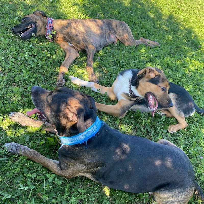 Country Canines Play Park - London dog park in London, Ontario