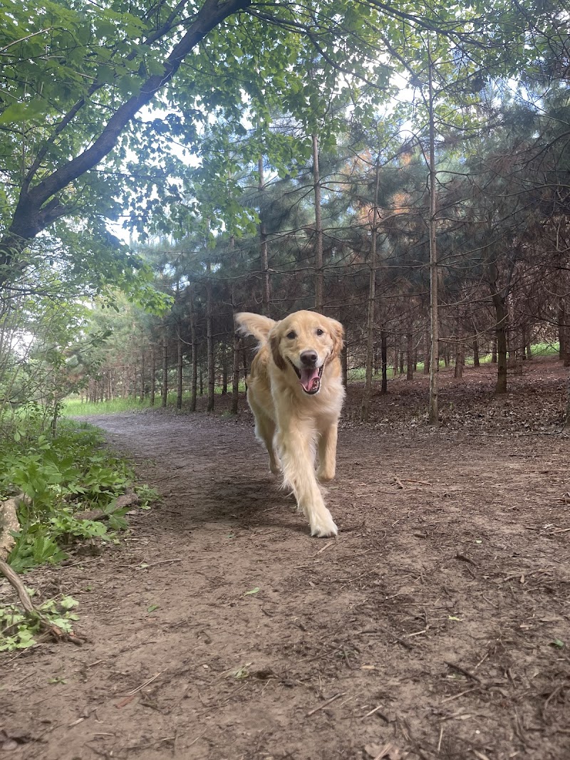 Bendor and Graves Tract Dog Park dog park in Cedar Valley, Ontario