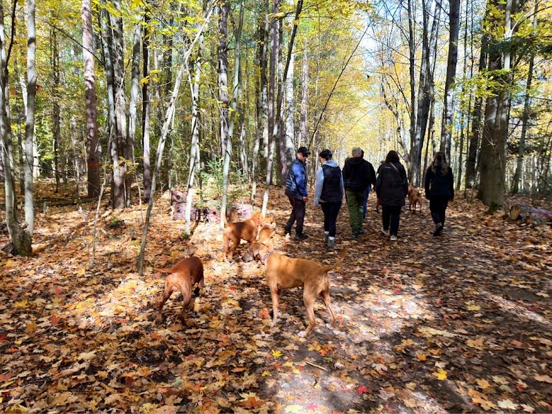 Bendor and Graves Tract Dog Park dog park in Cedar Valley, Ontario