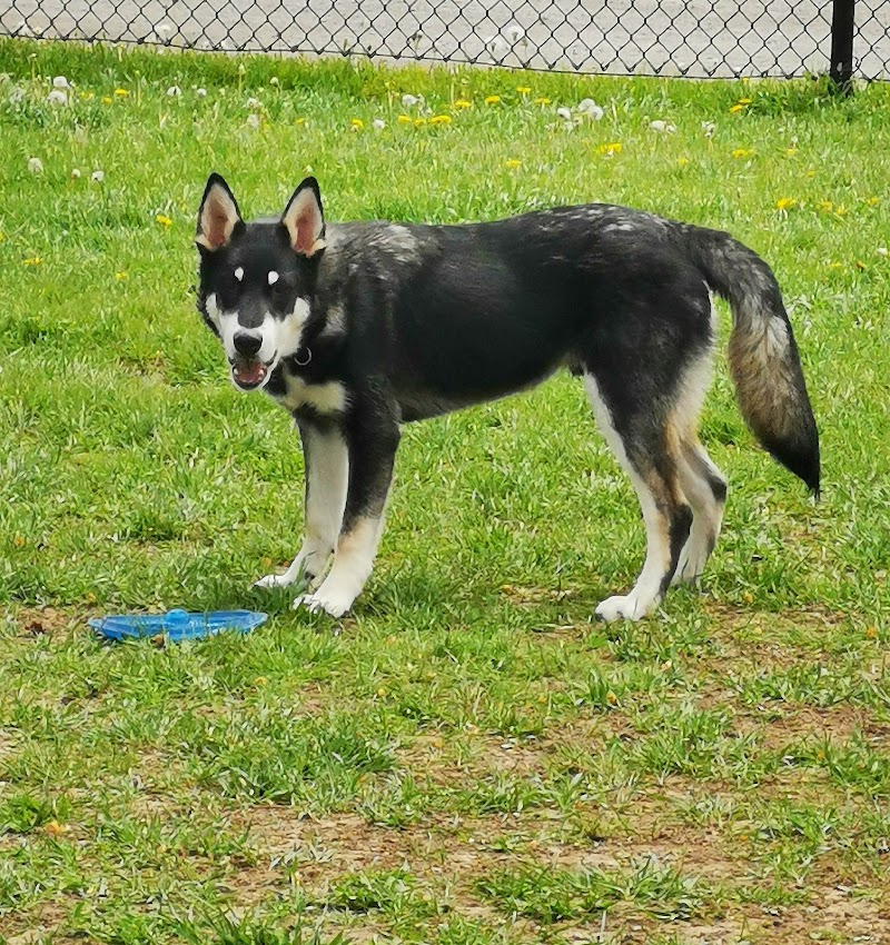 South Dundas Dog Park dog park in Morrisburg, Ontario