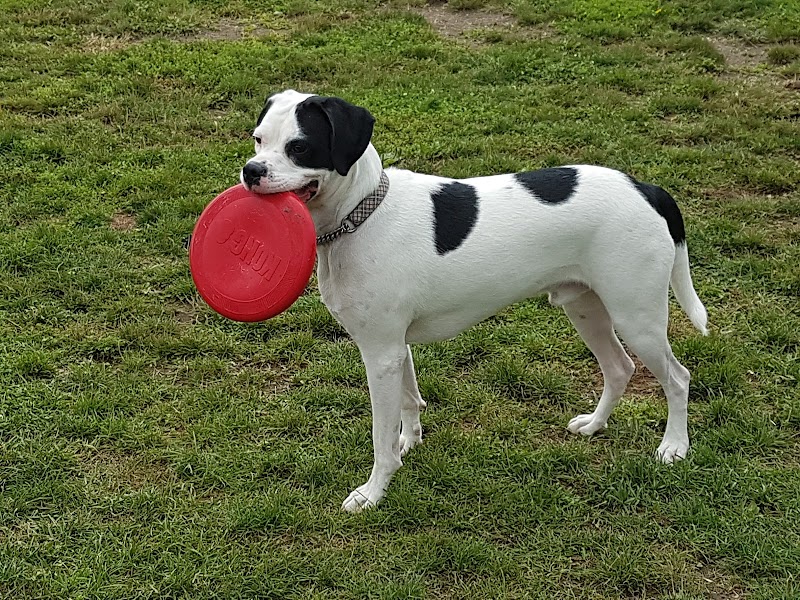 CBO Park dog park in Tiny, Ontario
