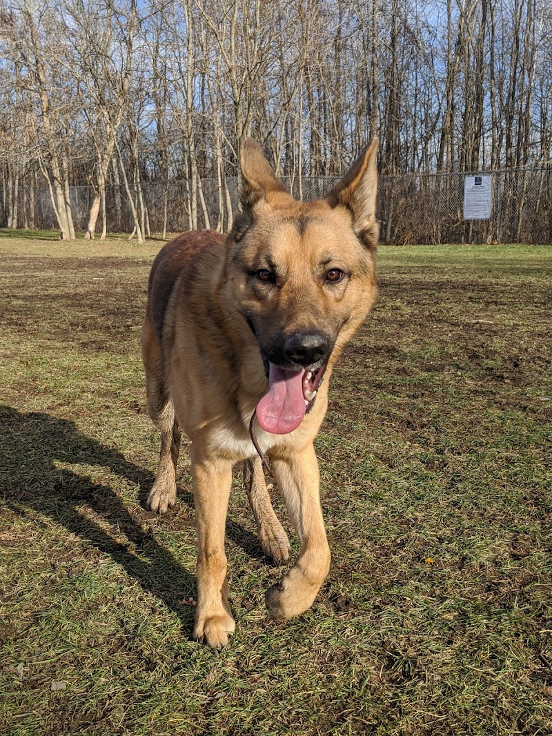 Gleeson Park dog park in Smiths Falls, Ontario