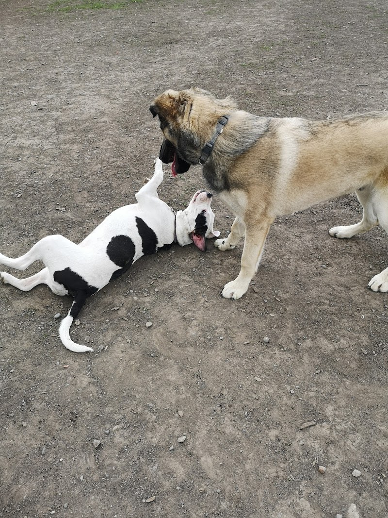 Whitby Off Leash Dog Park South dog park in Whitby, Ontario