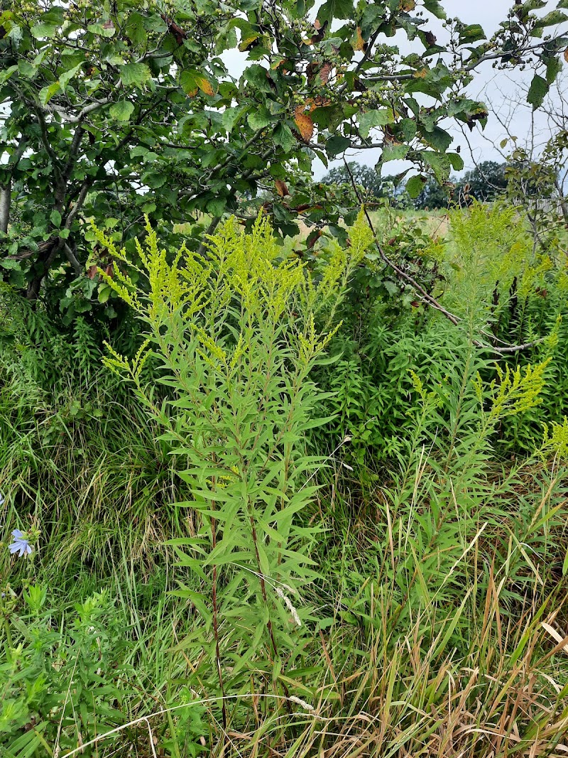 Oakes Road North Leash-Free Dog Park dog park in Grimsby, Ontario