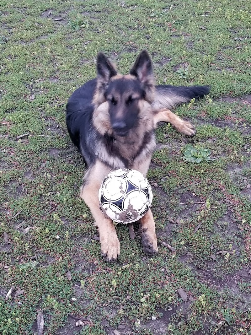 Totoredaca Dog Park dog park in Mississauga, Ontario