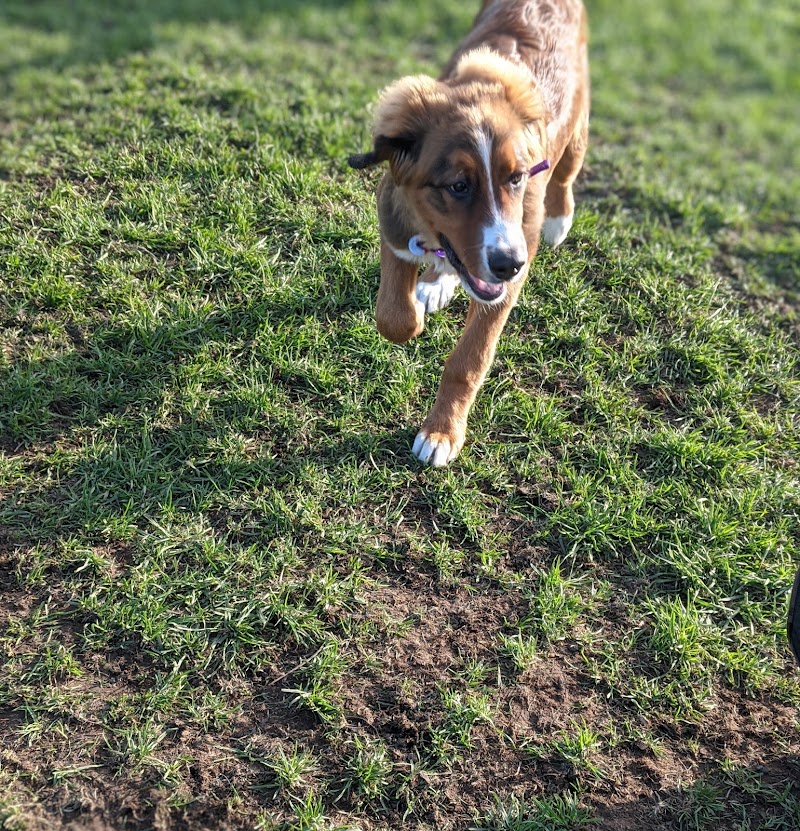 Carleton Place Dog Park dog park in Carleton Place, Ontario