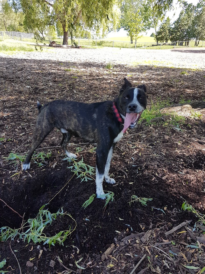 Quinte Dog Park dog park in Belleville, Ontario