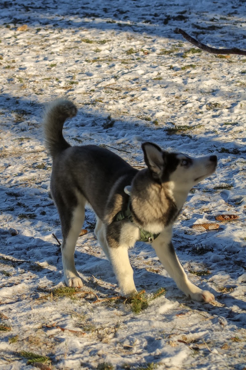 Cobourg Dog Park dog park in Cobourg, Ontario