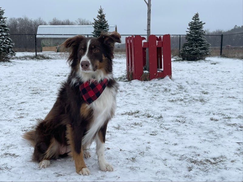 Dog Park at The Big Apple dog park in Cramahe, Ontario
