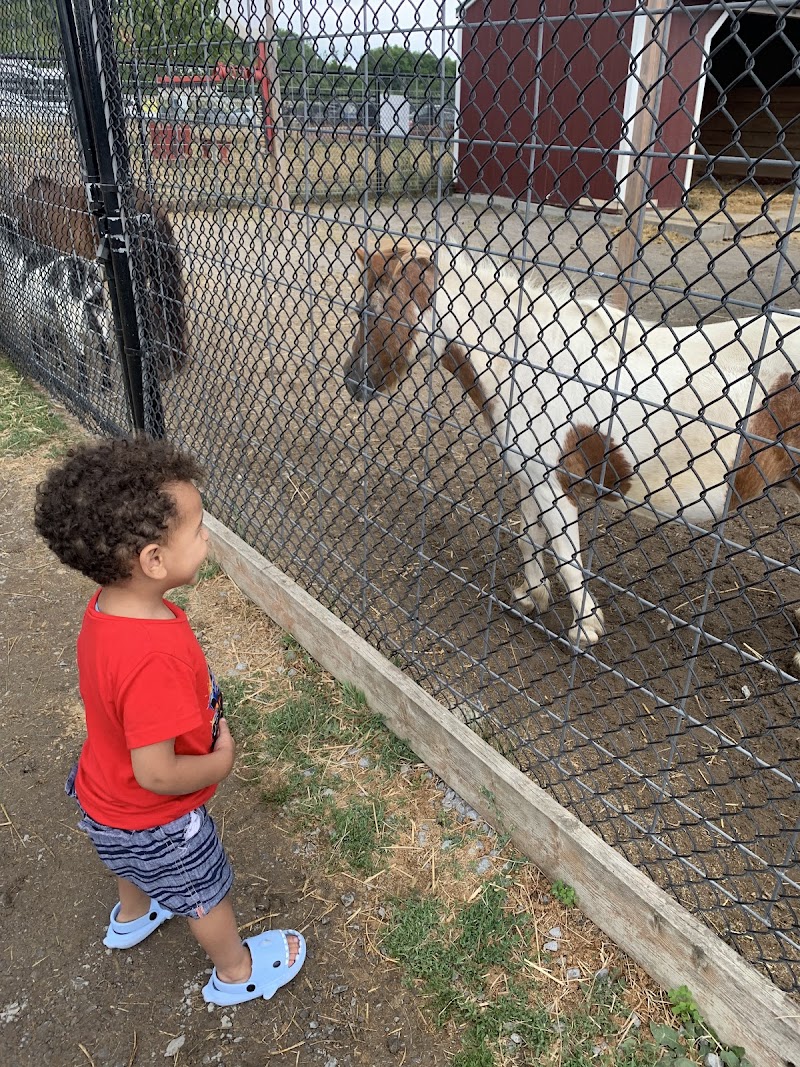 Dog Park at The Big Apple dog park in Cramahe, Ontario