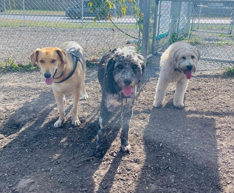 Thurlow Dog Park dog park in Belleville, Ontario