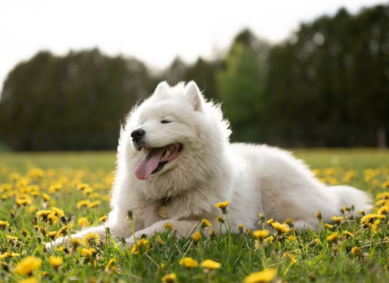 Country Canines Play Park - Halton Hills dog park in Halton Hills, Ontario