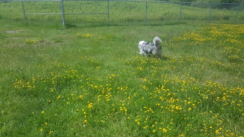 Georgina Leash Free Dog Park dog park in Keswick, Ontario
