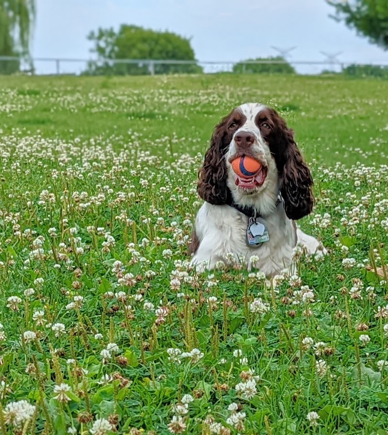 Newcastle Dog Park dog park in Clarington, Ontario