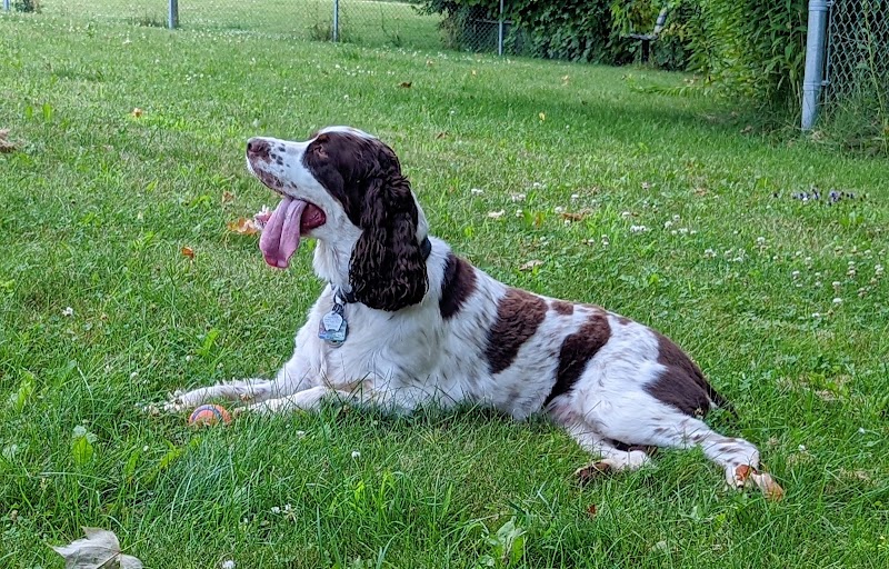 Newcastle Dog Park dog park in Clarington, Ontario