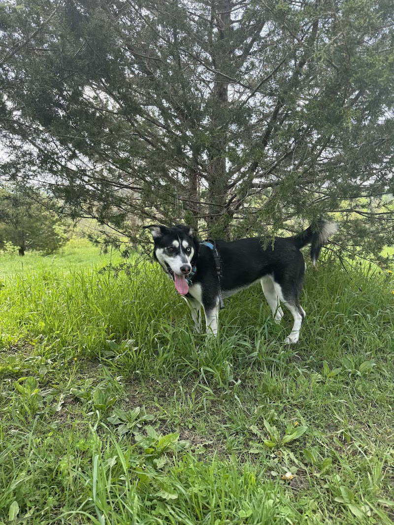 Port Mcnicoll Dog Park dog park in Port McNicoll, Ontario