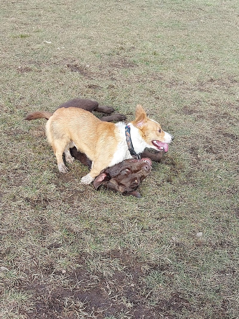Madoc Off Leash Dog Park dog park in Madoc, Ontario