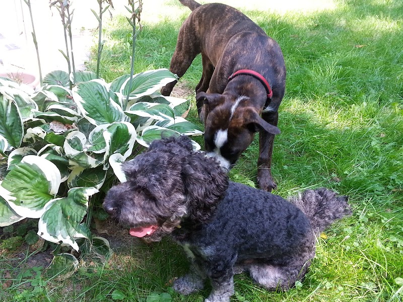 PupVacay dog park in Oshawa, Ontario