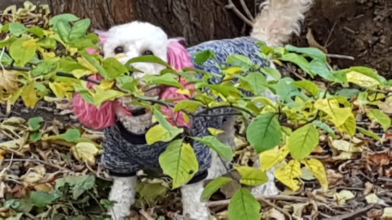 PupVacay dog park in Oshawa, Ontario