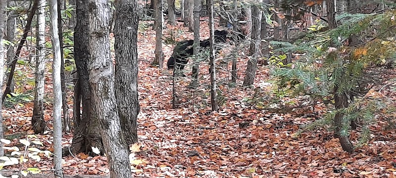 Technologie Dog Park dog park in Gatineau, Quebec